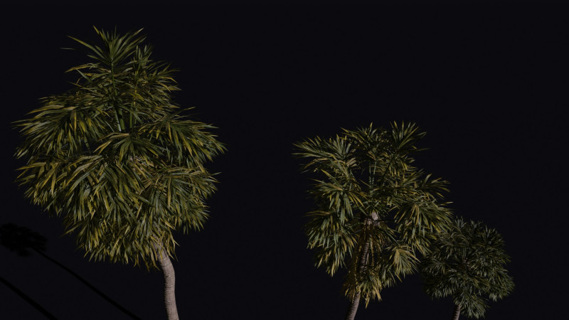 The California Fan Palm Tree 3Dモデル .c4d .max .obj .3ds .fbx .stl .blend