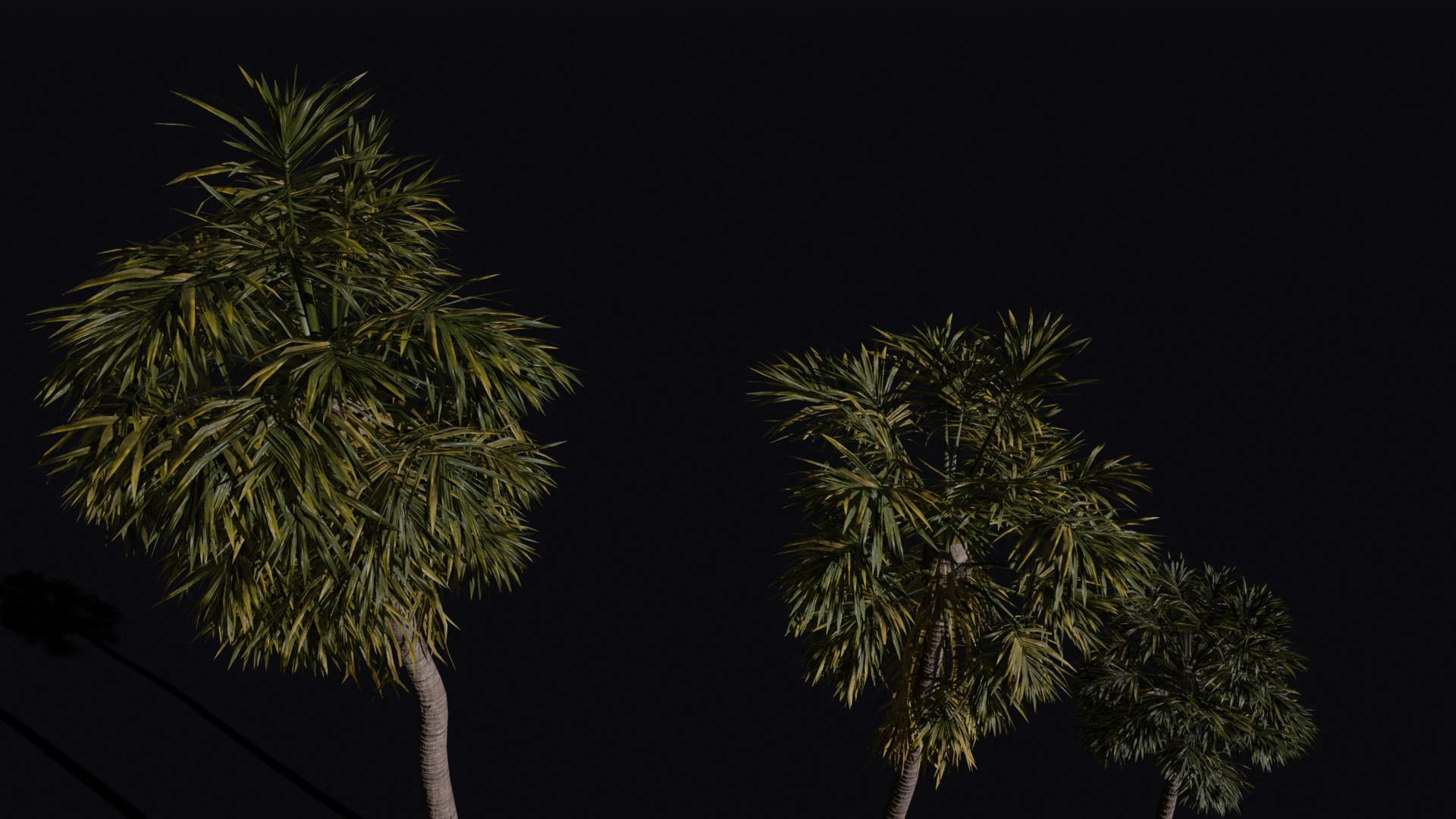 The California Fan Palm Tree 3D Model .c4d .max .obj .3ds .fbx .stl .blend 