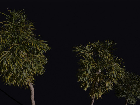 The California Fan Palm Tree 3D Модель