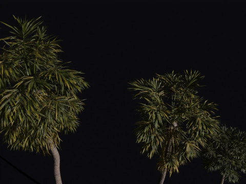 Le palmier &eacute;ventail de Californie Modèle 3D