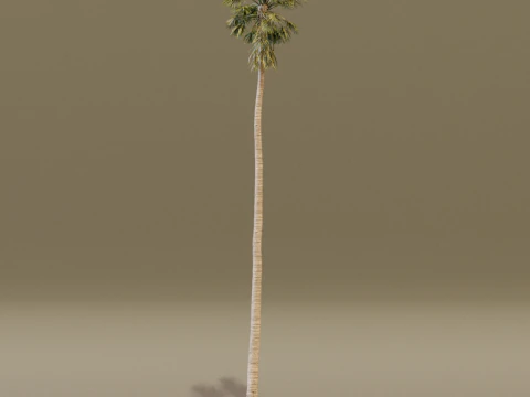 The California Fan Palm Tree 3D Model