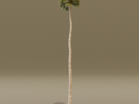 The California Fan Palm Tree 3Dモデル