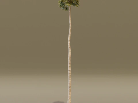 The California Fan Palm Tree 3D Model