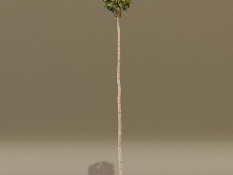 The California Fan Palm Tree 3Dモデル