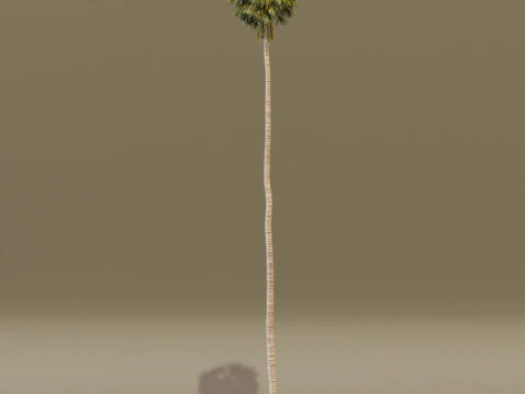 The California Fan Palm Tree 3D Model