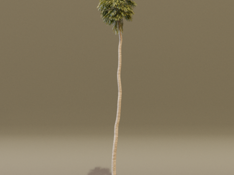 The California Fan Palm Tree 3Dモデル