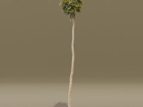 The California Fan Palm Tree 3D Model