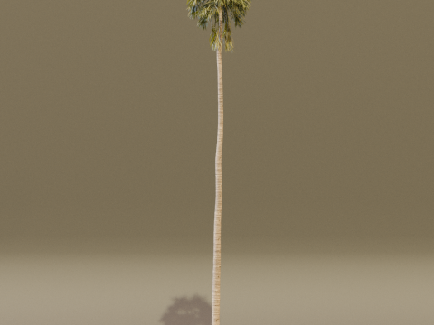 The California Fan Palm Tree 3Dモデル