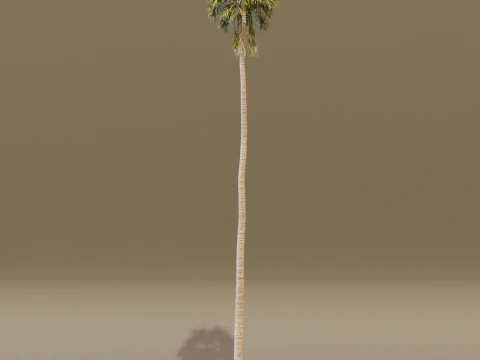 The California Fan Palm Tree 3D Model