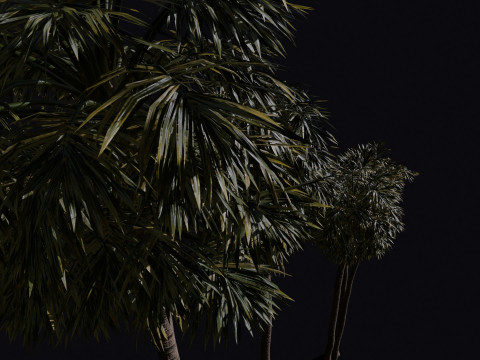 The California Fan Palm Tree 3Dモデル