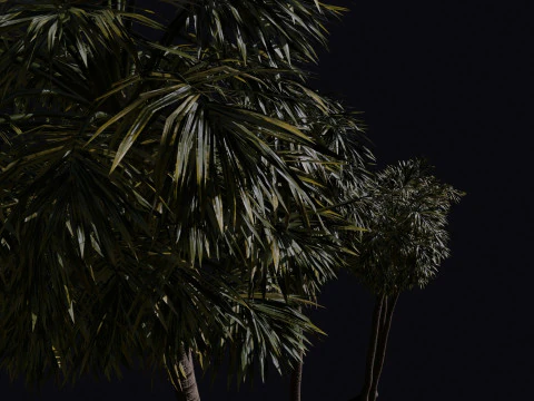 The California Fan Palm Tree 3D Model