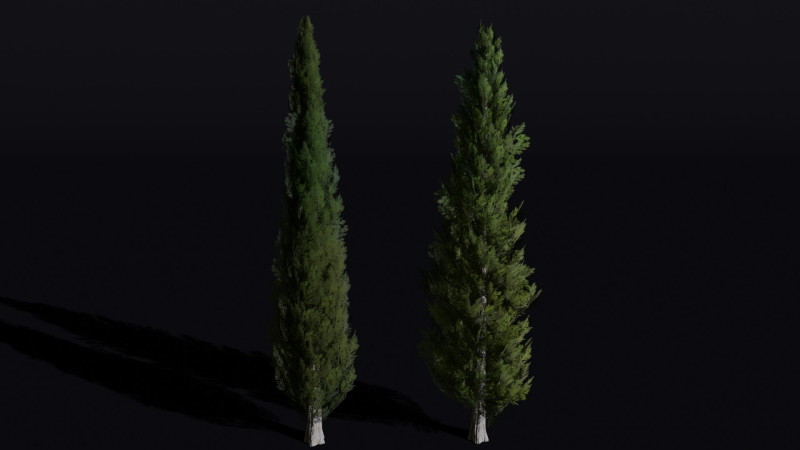 The Cypress Tree 3D Modell .c4d .max .obj .3ds .fbx .stl .blend