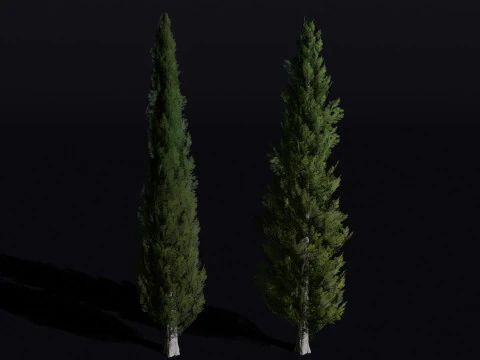 사이프러스 나무 3D 모델