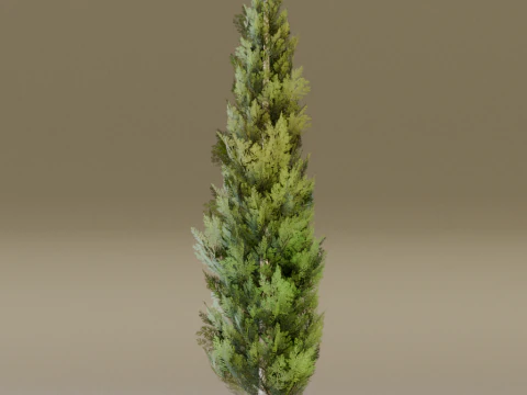 The Cypress Tree 3D Model