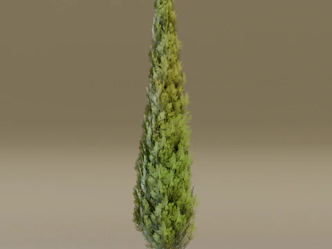 The Cypress Tree 3D Model