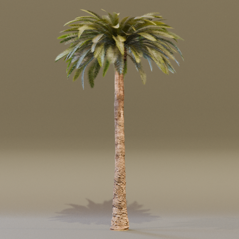The Date Palm Tree 3D Модель .c4d .max .obj .3ds .fbx .stl .blend 