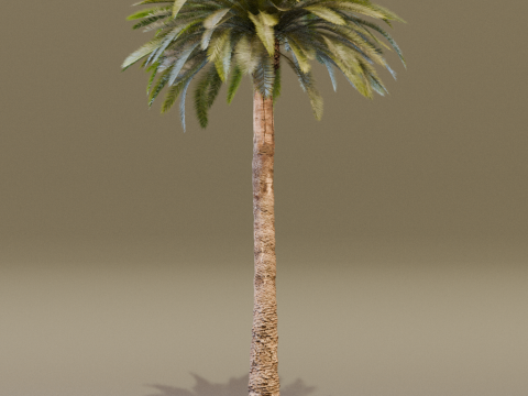 The Date Palm Tree 3D Модель