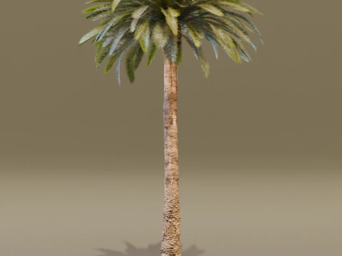 Hurma Ağacı 3D Model