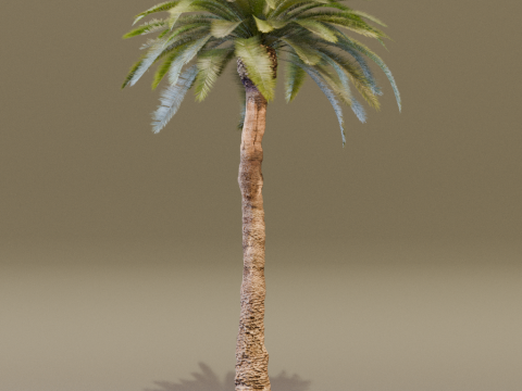 The Date Palm Tree 3D Модель