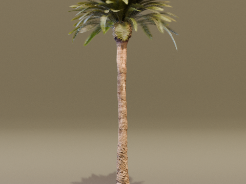 The Date Palm Tree 3D Модель