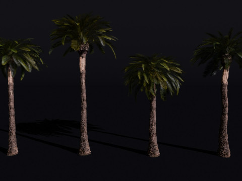 The Date Palm Tree 3D Модель
