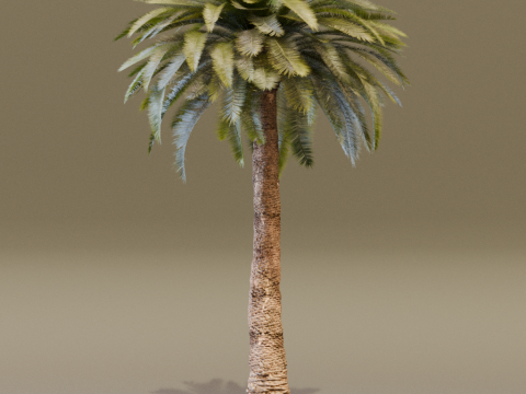 The Date Palm Tree 3D Модель