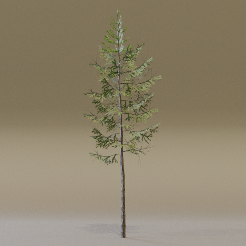The European Larch Tree 3D Model .c4d .max .obj .3ds .fbx .stl .blend