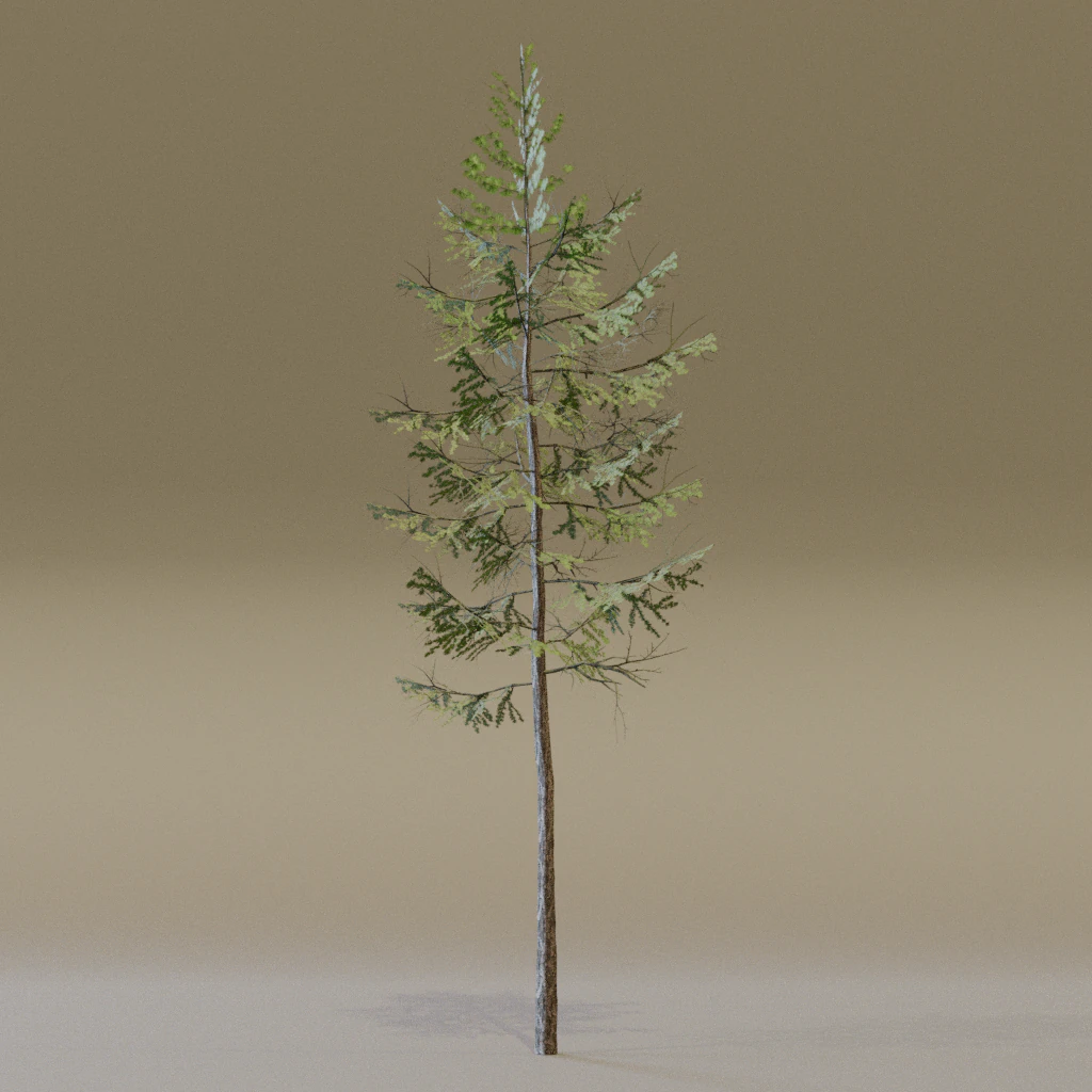 The European Larch Tree 3D Model .c4d .max .obj .3ds .fbx .stl .blend 