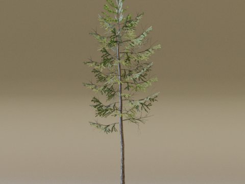 The European Larch Tree 3Dモデル