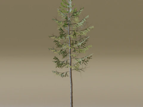 O lari&ccedil;o europeu Modelo 3D