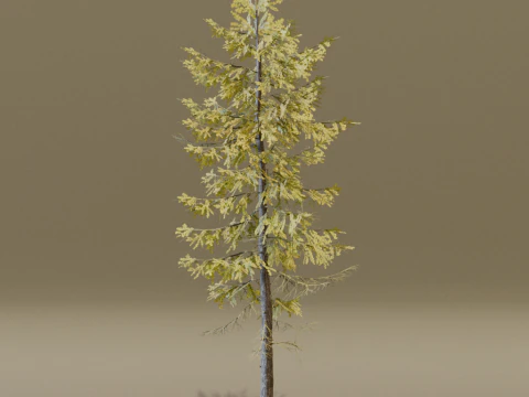 The European Larch Tree 3D Model