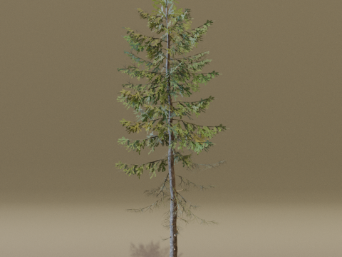 The European Larch Tree Modelo 3D