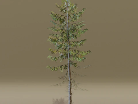 The European Larch Tree 3D Model