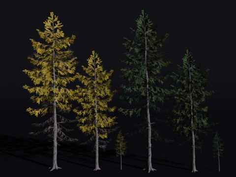 The European Larch Tree Modelo 3D