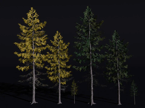 The European Larch Tree 3D Model