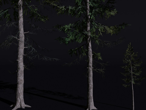 The European Larch Tree Modelo 3D
