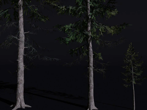 The European Larch Tree 3D Model