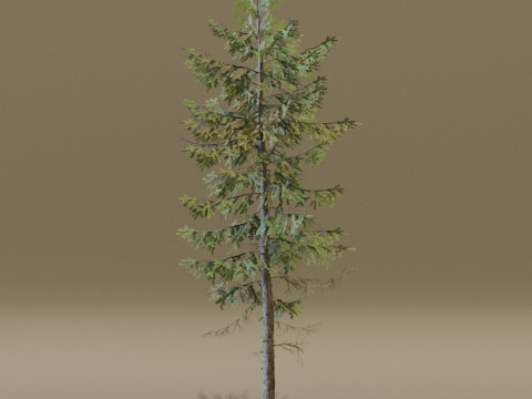 The European Larch Tree Modelo 3D