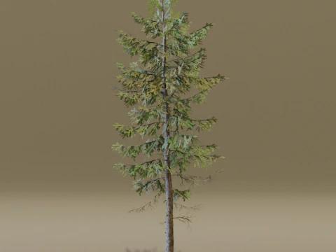 The European Larch Tree 3D Model