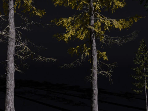 The European Larch Tree 3D Model