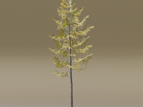 The European Larch Tree Modelo 3D