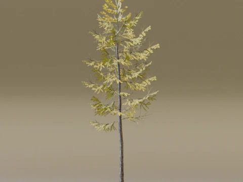 The European Larch Tree 3D Model