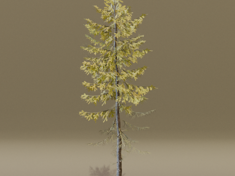 The European Larch Tree Modelo 3D