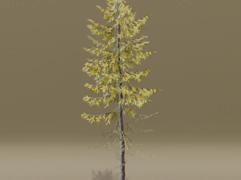 The European Larch Tree 3D Model
