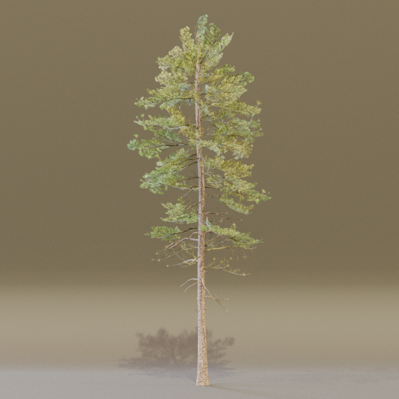 The European Pine Tree Model 3D .c4d .max .obj .3ds .fbx .stl .blend 
