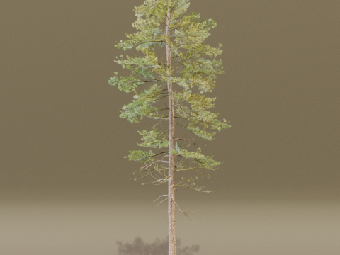 The European Pine Tree Model 3D