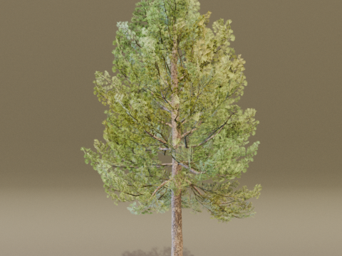 The European Pine Tree Model 3D