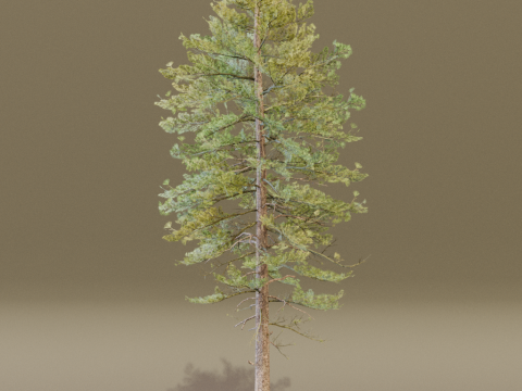 The European Pine Tree Model 3D