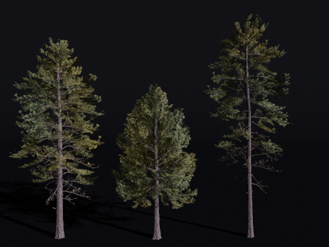 The European Pine Tree Model 3D