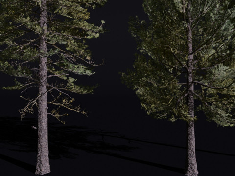 The European Pine Tree Model 3D